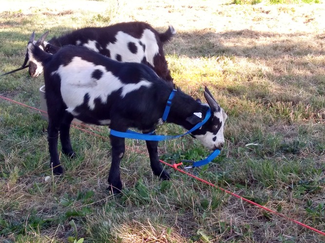 leash-training-goats